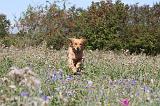 GOLDEN RETRIEVER 163